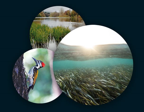 Three images in a circle: one of a lake , one of a bird and one of a seagrass meadow